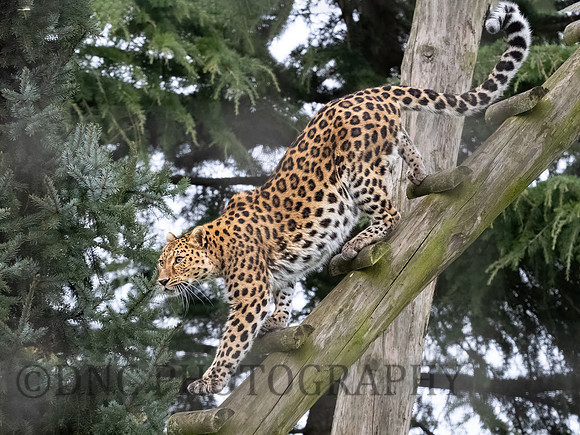 Amur Leopard Auckley
