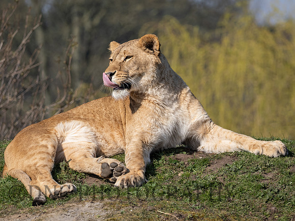 Lioness