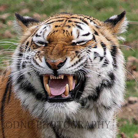 Amur Tiger Tschuna