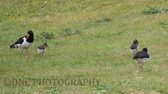 Oyster Catchers and chicks .3