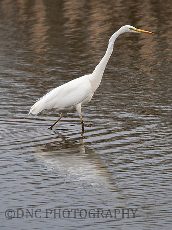 Great Egret