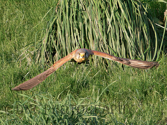 Kestrel