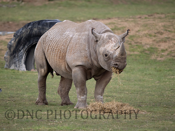 Eastern Black Rhino