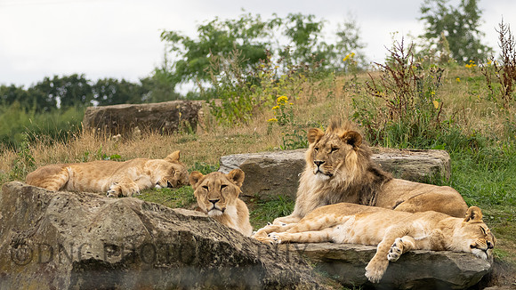 Lion pride .1