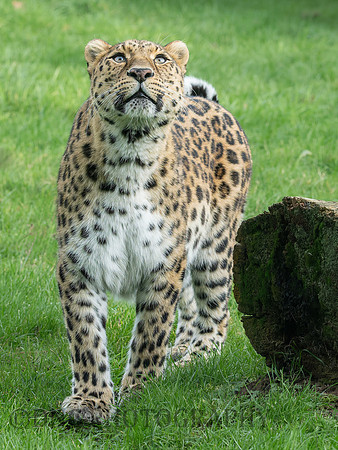 Amur Leopard Kristen