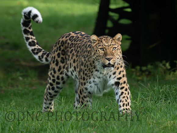 Amur Leopard Kristen
