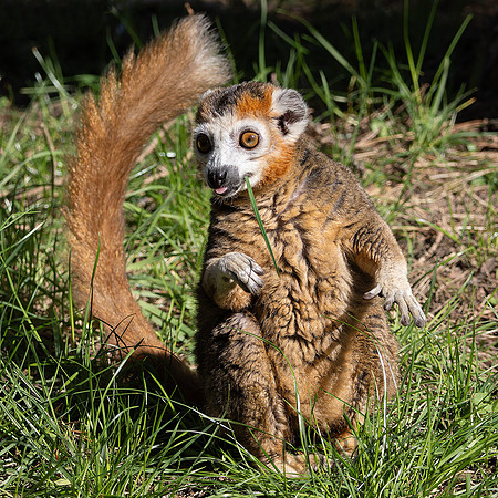 Crowned Lemur