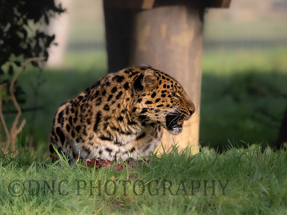 Amur Leopard 'Drake'