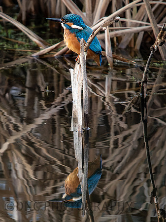 Kingfisher