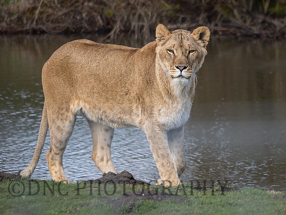 Lioness