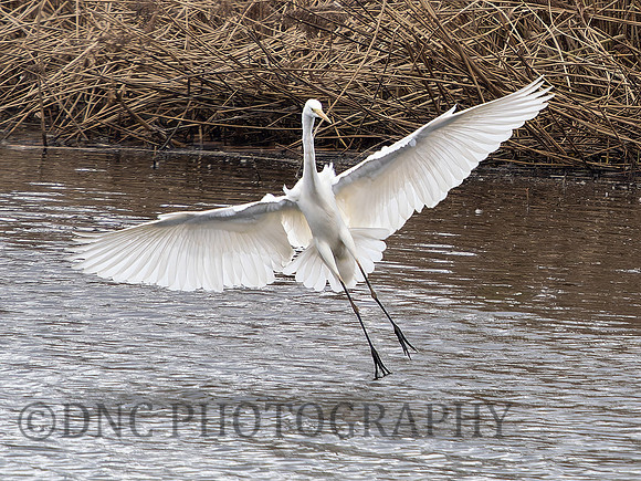 Great Egret