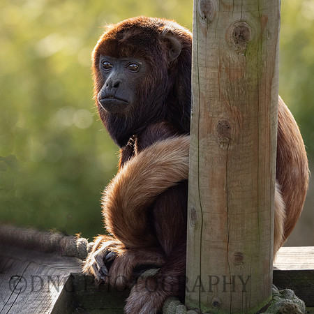 Red Howler Monkey
