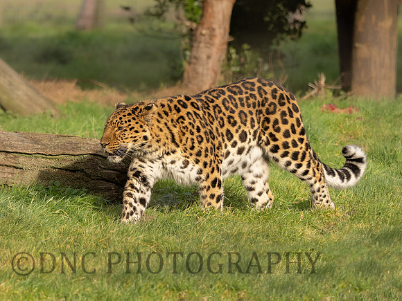 Amur Leopard 'Drake'