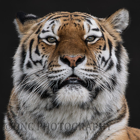 Amur Tiger Tschuna