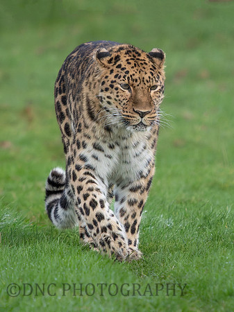 Amur Leopard Drake
