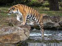 Amur Tiger Tschuna