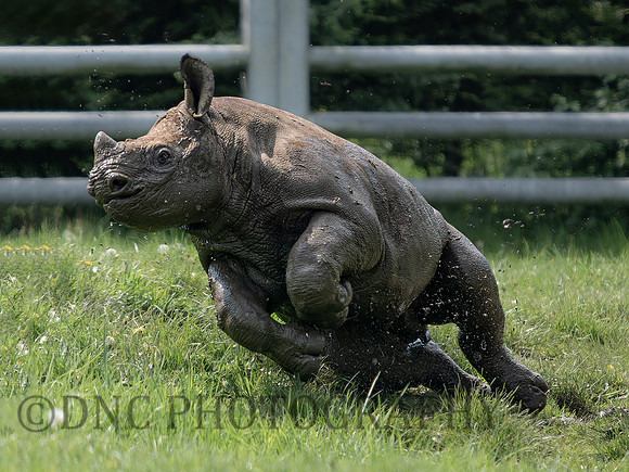 Rocco .4