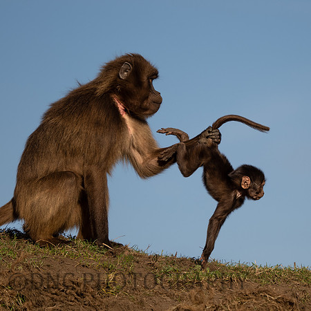 Gelada Monkey mother and Infant