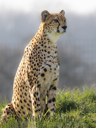 Cheetah "Darcy"