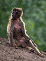 Gelada Monkey