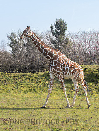 Giraffe