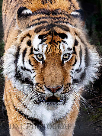 Amur Tiger "Altai"