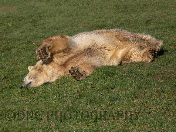 Morning Roll
