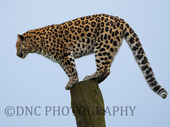 Amur Leopard Auckley