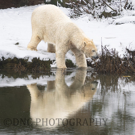 Polar Bear .2