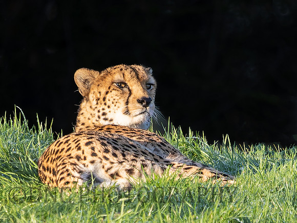 Cheetah Brooke