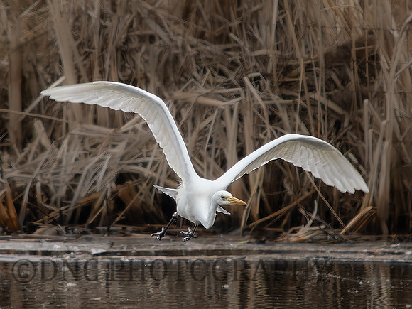Great Egret