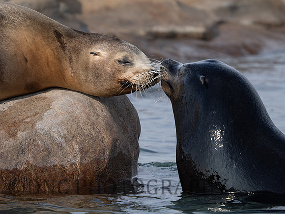 Californian Sea Lion