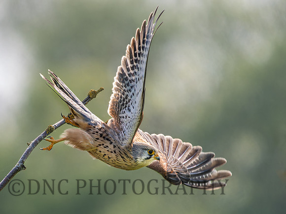 Kestrel .1