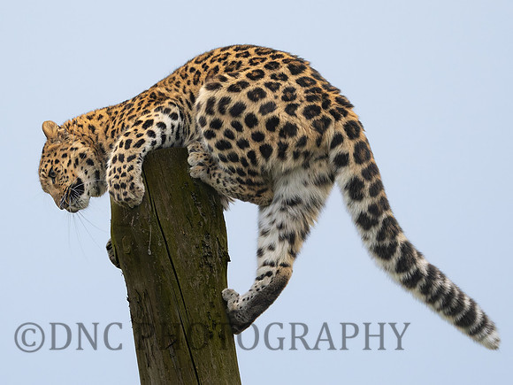 Amur Leopard Auckley
