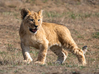 Yorkshire Wildlife Park July 2025
