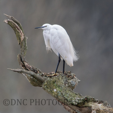 Little Egret