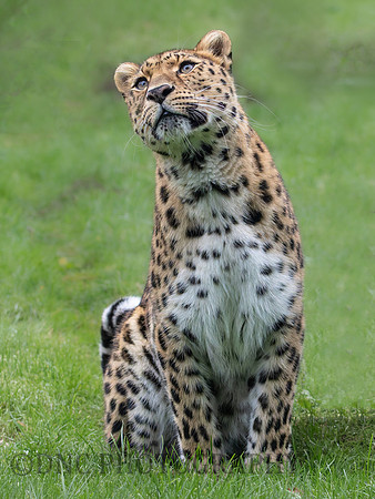 Amur Leopard Auckley