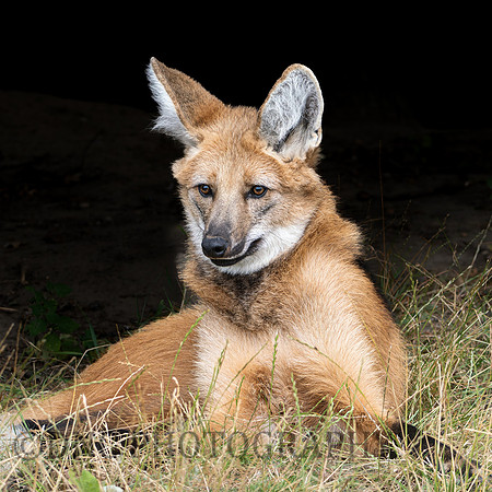 Maned Wolf