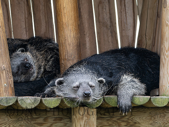 Binturong .