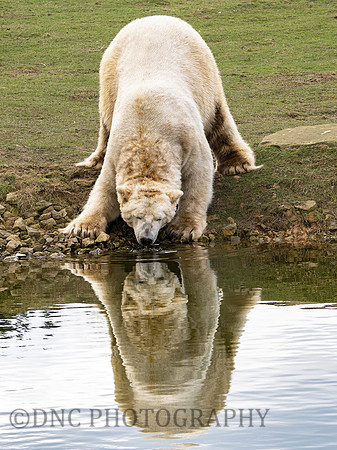 Polar Bear
