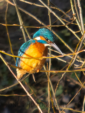 Kingfisher on Lion Pond