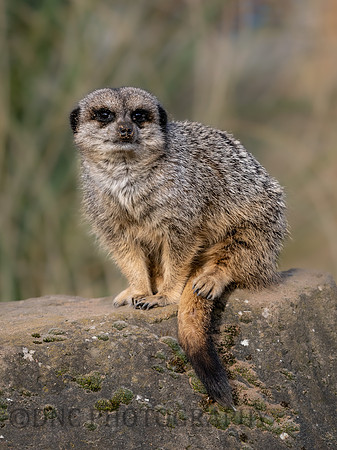 Meerkat