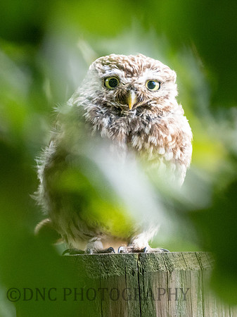 Little Owl .1