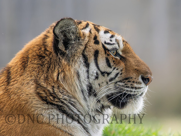 Amur Tiger 'Tschuna'