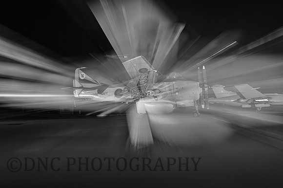 Gannet zoom