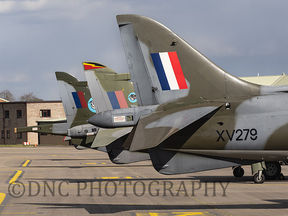 Harrier Tails