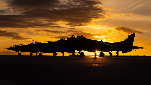 Harriers at Sunset