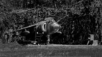 Harrier in its hide