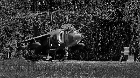 Harrier in its hide