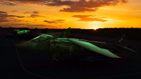 Harriers at Sunset